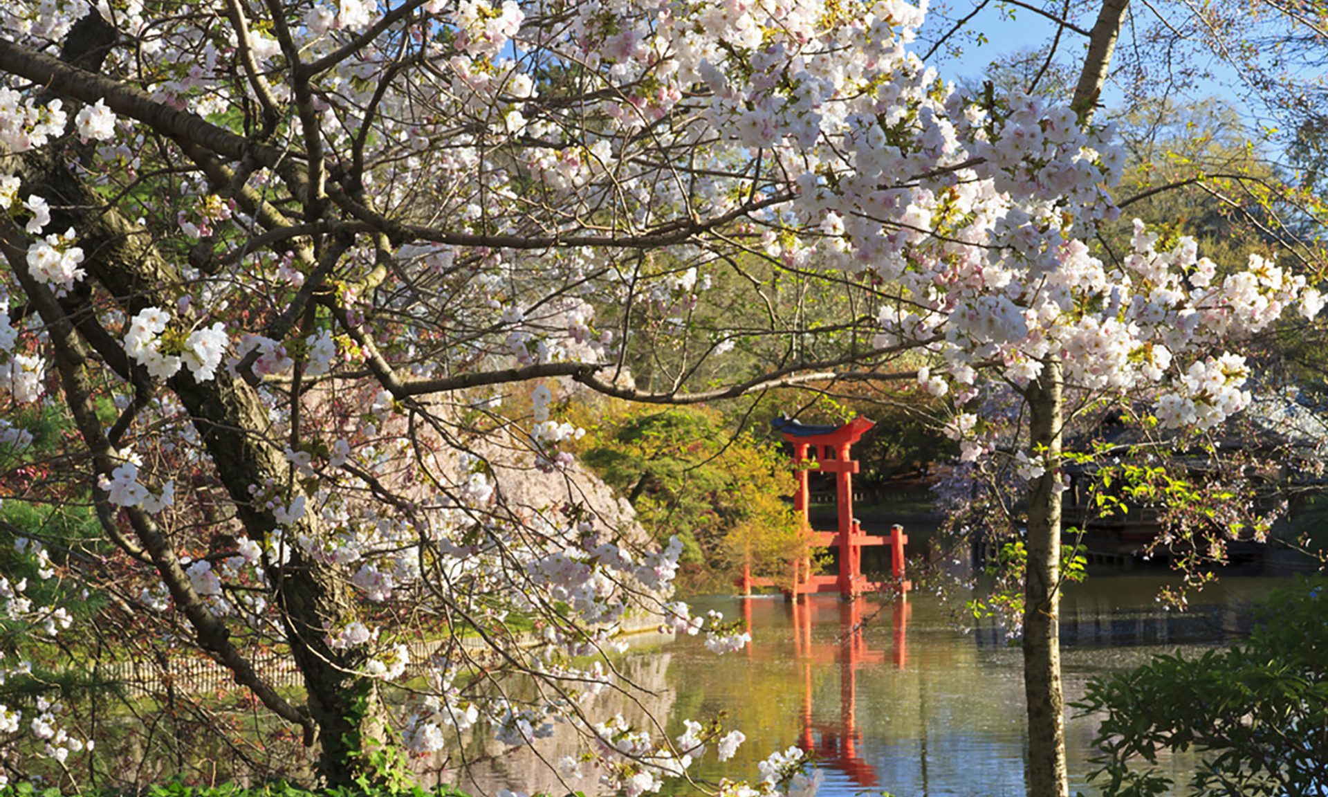 Brooklyn Botanical Cherry Blossom Brooklyn Botanical Cherry Blossom