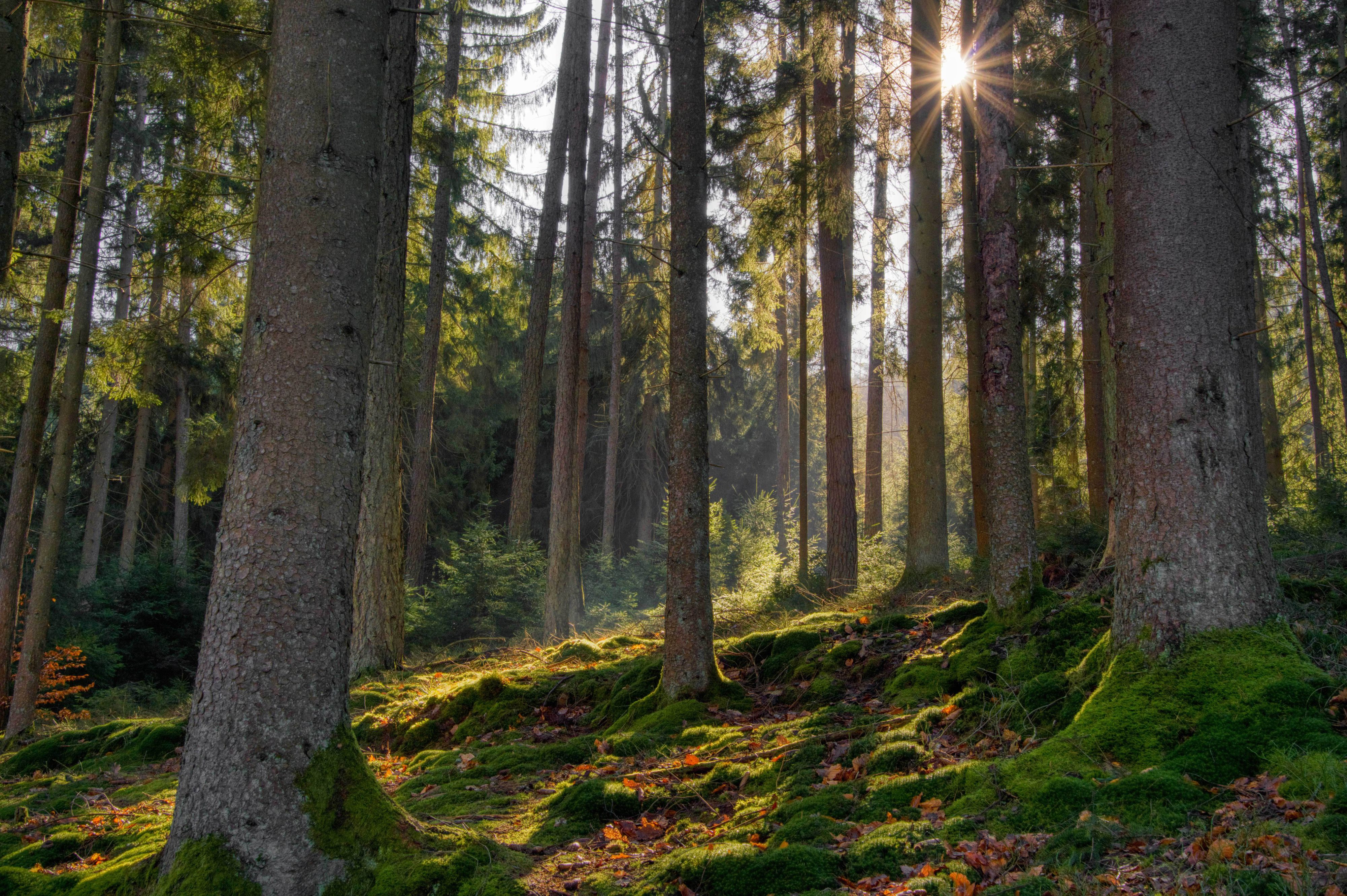 Forest with sunlight through trees