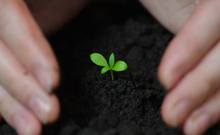 Hands planting seedlings into the soil Hands planting seedlings into the soil
